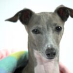 グレイハウンド