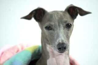 グレイハウンド